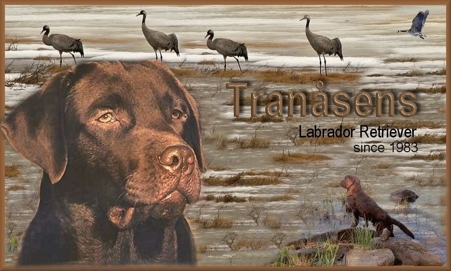 Bild på Tranåsens kennel - höst 2024